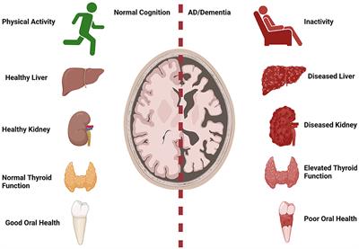 Editorial: Systemic implications of Alzheimer's disease